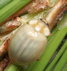 Attēlu rezultāti vaicājumam “Myzia oblongoguttata”