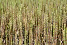 Attēlu rezultāti vaicājumam “Equisetum fluviatile”