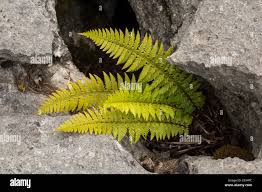 Attēlu rezultāti vaicājumam “Polystichum aculeatum”