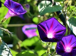 Image result for Prunkwinde