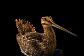 Image result for Gallinago delicata