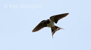 Attēlu rezultāti vaicājumam “Hirundo rustica”