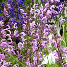 Image result for Salvia pratensis `Rose Rhapsody