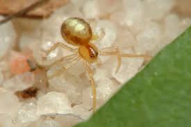 Attēlu rezultāti vaicājumam “Neottiura bimaculata”