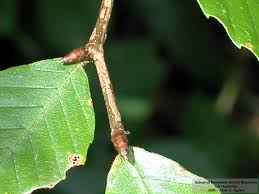 Attēlu rezultāti vaicājumam “Fagus sylvatica fo. laciniata bud”