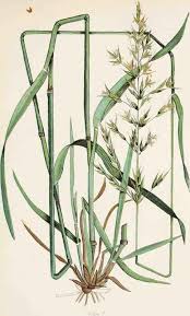 Attēlu rezultāti vaicājumam “Arrhenatherum elatius”