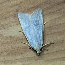 Attēlu rezultāti vaicājumam “Eana argentana”