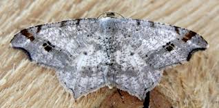 Attēlu rezultāti vaicājumam “Macaria alternata”