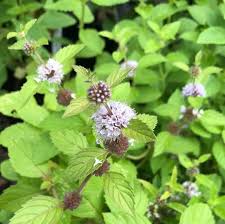 Attēlu rezultāti vaicājumam “Mentha arvensis flower”