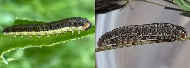 Attēlu rezultāti vaicājumam “Shargacucullia scrophulariae larva”