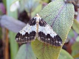 Attēlu rezultāti vaicājumam “Agriopis leucophaearia”