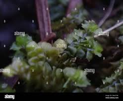 Attēlu rezultāti vaicājumam “Barbilophozia barbata”