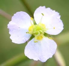 Attēlu rezultāti vaicājumam “Alisma gramineum flower”