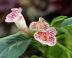 Image result for Sinningia