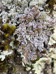 Attēlu rezultāti vaicājumam “Physconia distorta”