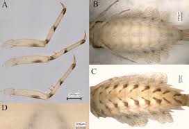 Attēlu rezultāti vaicājumam “Siphlonurus male”