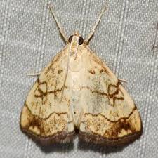 Attēlu rezultāti vaicājumam “Evergestis pallidata”