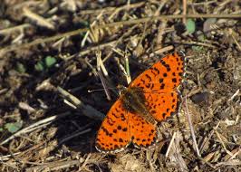 Attēlu rezultāti vaicājumam “Melitaea didyma male”