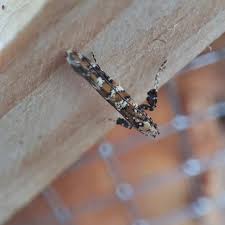 Attēlu rezultāti vaicājumam “Gracillaria syringella larva”