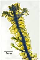 Attēlu rezultāti vaicājumam “Scapania undulata”