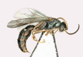 Attēlu rezultāti vaicājumam “Crabronidae”