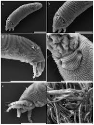 Attēlu rezultāti vaicājumam “Eriophyes padi”