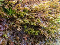 Attēlu rezultāti vaicājumam “Frullania tamarisci macro”