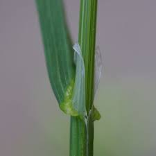 Attēlu rezultāti vaicājumam “Poa trivialis leaf”
