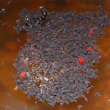 Attēlu rezultāti vaicājumam “Hypogastrura sp.”