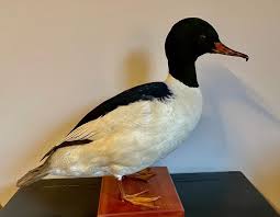 Attēlu rezultāti vaicājumam “Mergus merganser male”