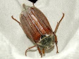 Attēlu rezultāti vaicājumam “Melolontha melolontha”