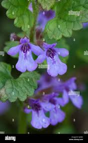 Attēlu rezultāti vaicājumam “Glechoma hederacea flower”