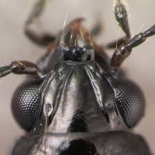 Attēlu rezultāti vaicājumam “Bembidion sp.”