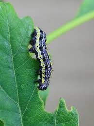 Attēlu rezultāti vaicājumam “Orthosia sp.”