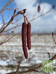 Attēlu rezultāti vaicājumam “Alnus”