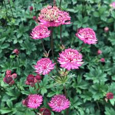 Attēlu rezultāti vaicājumam “Astrantia major”
