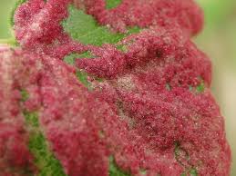 Attēlu rezultāti vaicājumam “Acalitus longisetosus”