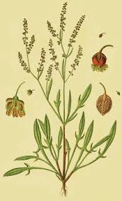 Attēlu rezultāti vaicājumam “Rumex acetosa flower”