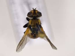 Attēlu rezultāti vaicājumam “Gymnosoma sp.”