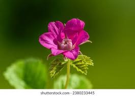 Attēlu rezultāti vaicājumam “Rubus arcticus flower”