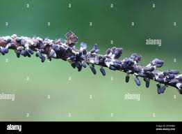 Attēlu rezultāti vaicājumam “Diachea leucopodia young”