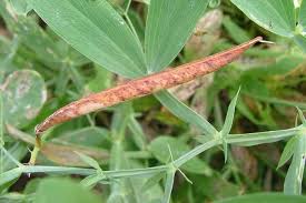Attēlu rezultāti vaicājumam “Lathyrus sylvestris bud”