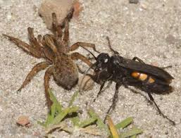 Attēlu rezultāti vaicājumam “Anoplius viaticus”