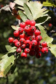 Attēlu rezultāti vaicājumam “Sorbus hybrida”