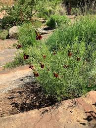 Image result for Ratibida columnifera