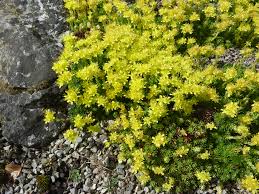 Attēlu rezultāti vaicājumam “Saxifragaceae”