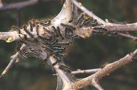 Attēlu rezultāti vaicājumam “Eriogaster lanestris larva”