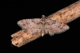 Attēlu rezultāti vaicājumam “Gymnoscelis rufifasciata”