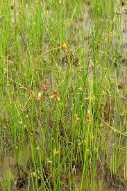 Attēlu rezultāti vaicājumam “Lycogala maculatum sessile”