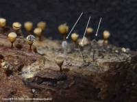 Attēlu rezultāti vaicājumam “Stemonitopsis subcaespitosa spores”